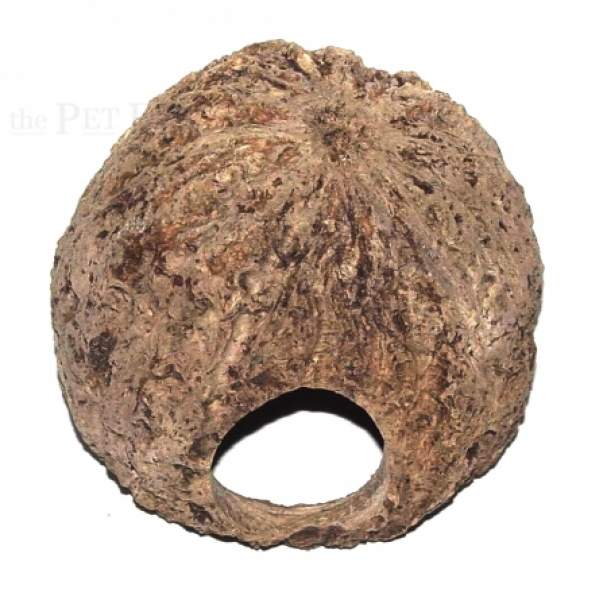 Paranussschale gelocht